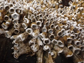 PA260113a.jpg